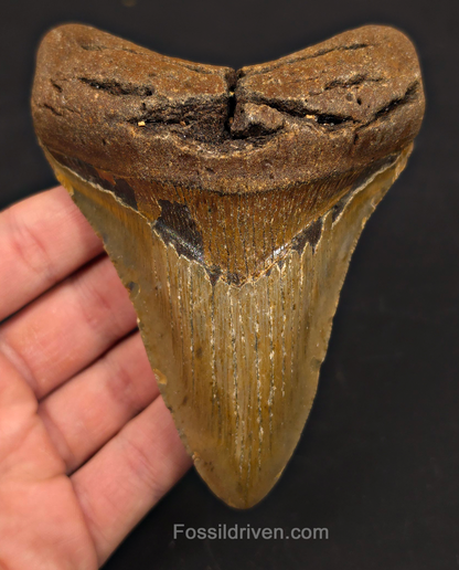 4.65" Fossil Megalodon Tooth - North Carolina | Fossil Driven