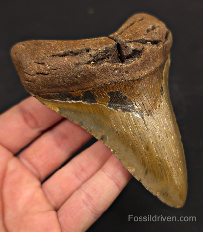 4.65" Fossil Megalodon Tooth - North Carolina | Fossil Driven