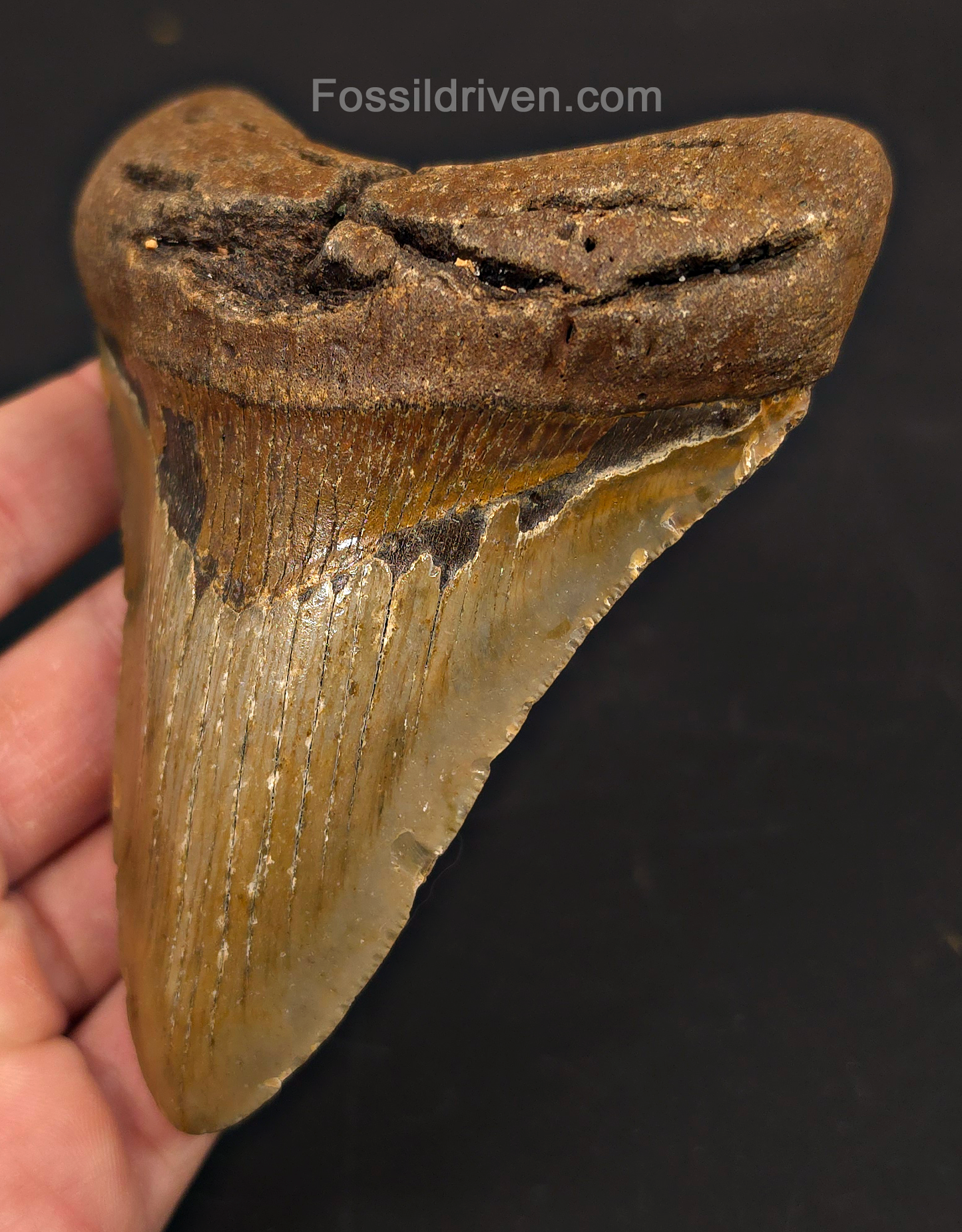 4.65" Fossil Megalodon Tooth - North Carolina | Fossil Driven