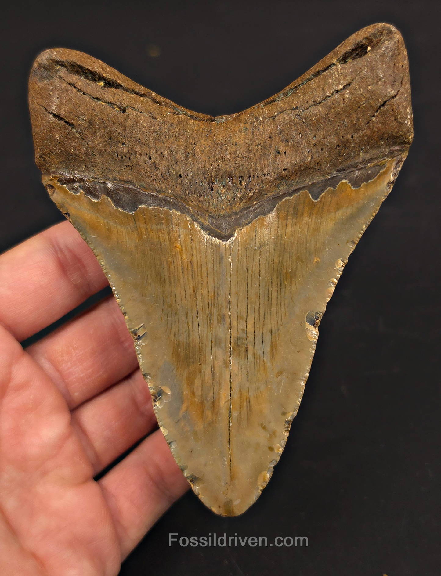 4.65" Fossil Megalodon Tooth - North Carolina | Fossil Driven
