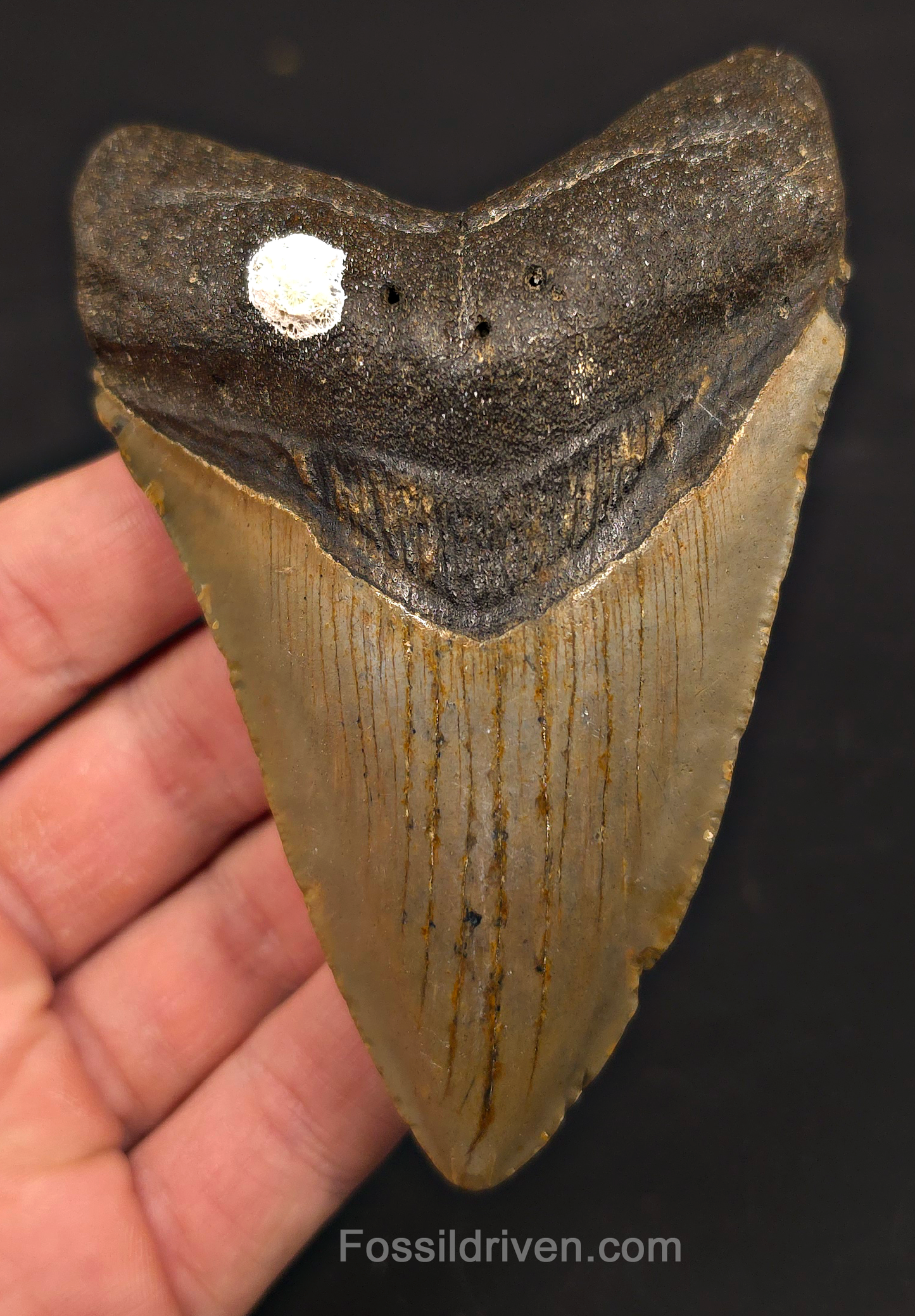 4.34" Fossil Megalodon Tooth - North Carolina | Fossil Driven