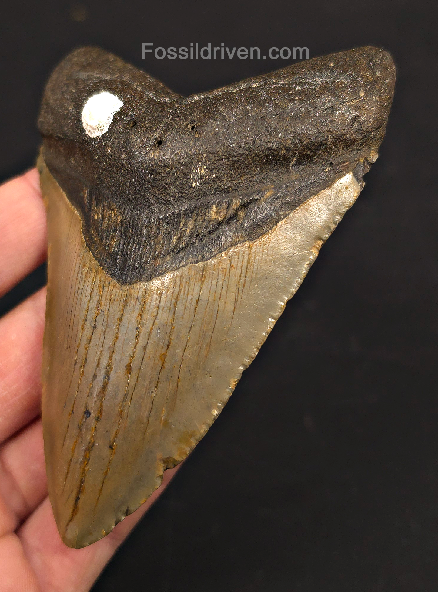 4.34" Fossil Megalodon Tooth - North Carolina | Fossil Driven