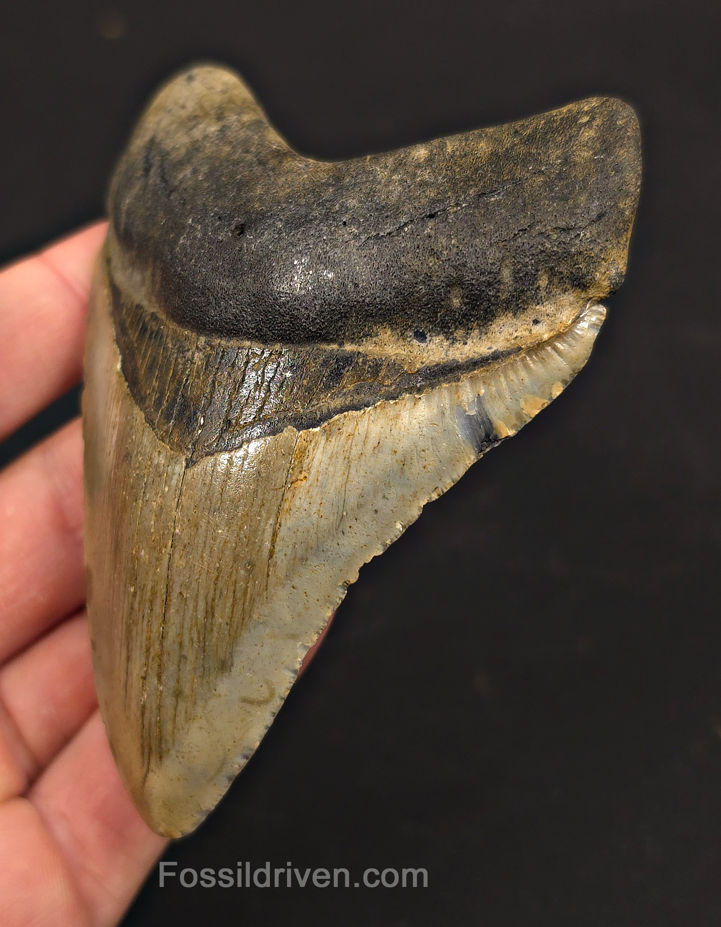 4.04" Fossil Megalodon Tooth - North Carolina | Fossil Driven