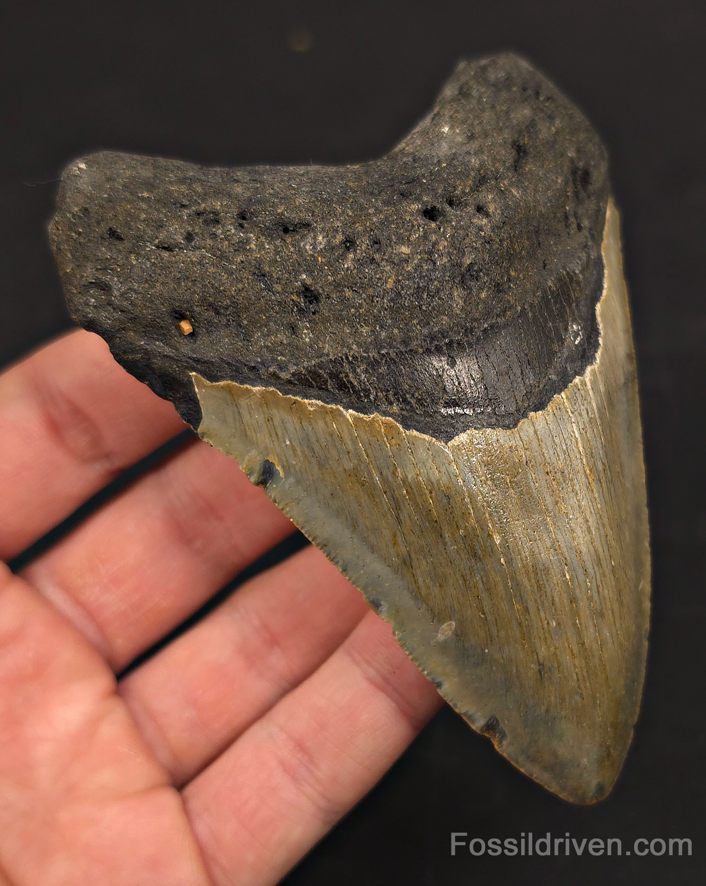 4.42" Fossil Megalodon Tooth - North Carolina | Fossil Driven