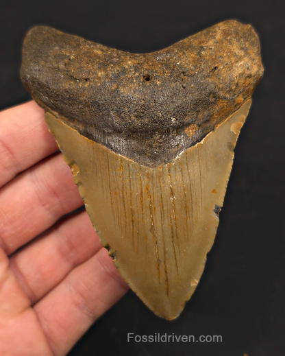 4.08" Fossil Megalodon Shark Tooth - North Carolina | Fossil Driven