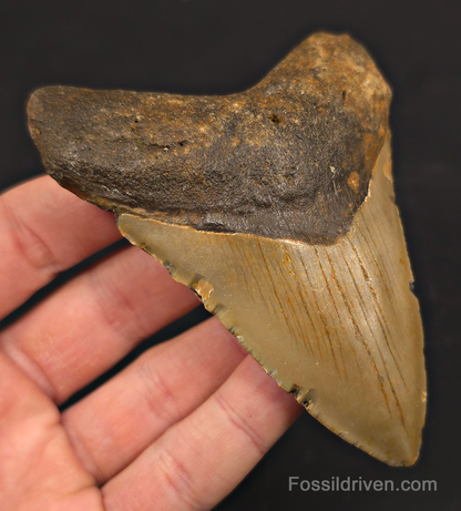 4.08" Fossil Megalodon Shark Tooth - North Carolina | Fossil Driven