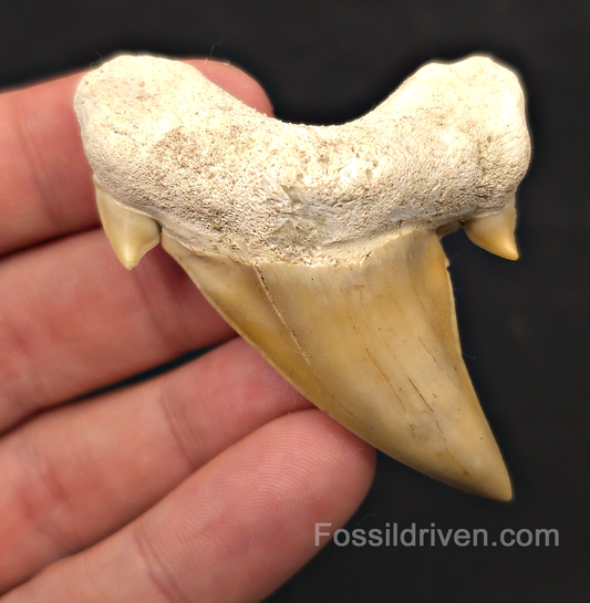 2.62" Pathological Fossil Otodus obliquus Tooth - Morocco | Fossil Driven
