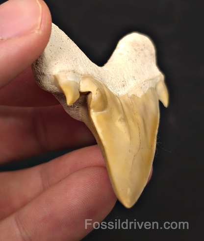 2.62" Pathological Fossil Otodus obliquus Tooth - Morocco | Fossil Driven