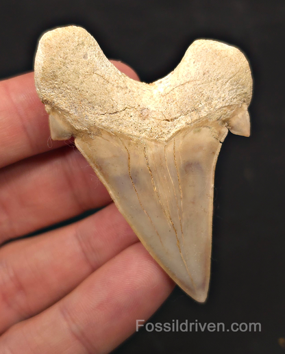 2.60" Fossil Otodus obliquus Tooth - Morocco | Fossil Driven