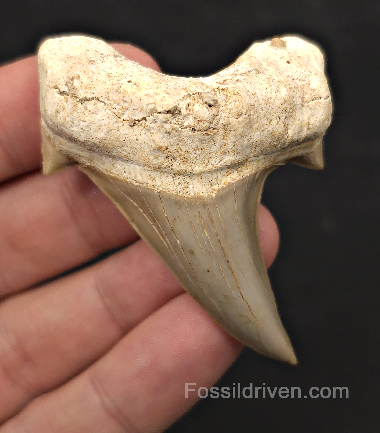 2.55" Fossil Otodus obliquus Tooth - Morocco | Fossil Driven