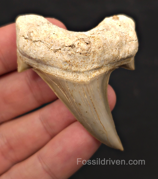 2.55" Fossil Otodus obliquus Tooth - Morocco | Fossil Driven