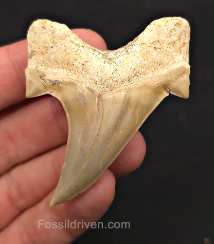 2.55" Fossil Otodus obliquus Tooth - Morocco | Fossil Driven