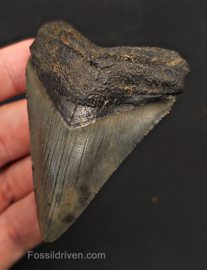 2.92" Fossil Megalodon Tooth - Charleston, South Carolina | Fossil Driven
