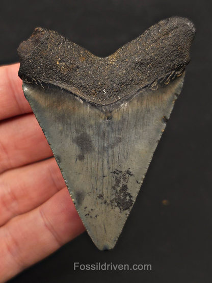 2.92" Fossil Megalodon Tooth - Charleston, South Carolina | Fossil Driven