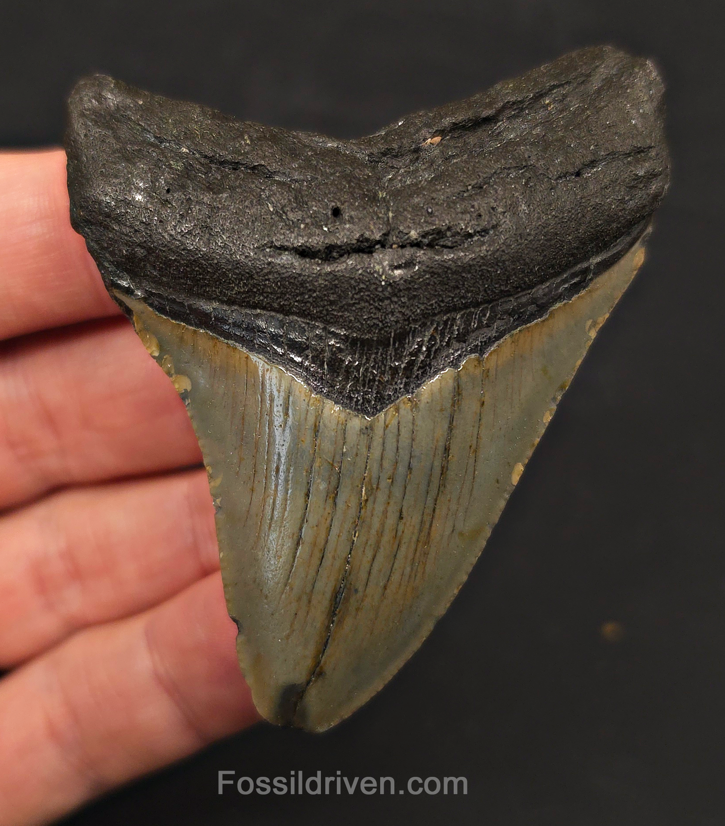 2.93" Fossil Megalodon Tooth - North Carolina | Fossil Driven