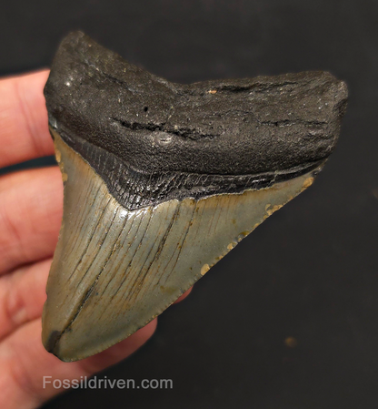 2.93" Fossil Megalodon Tooth - North Carolina | Fossil Driven
