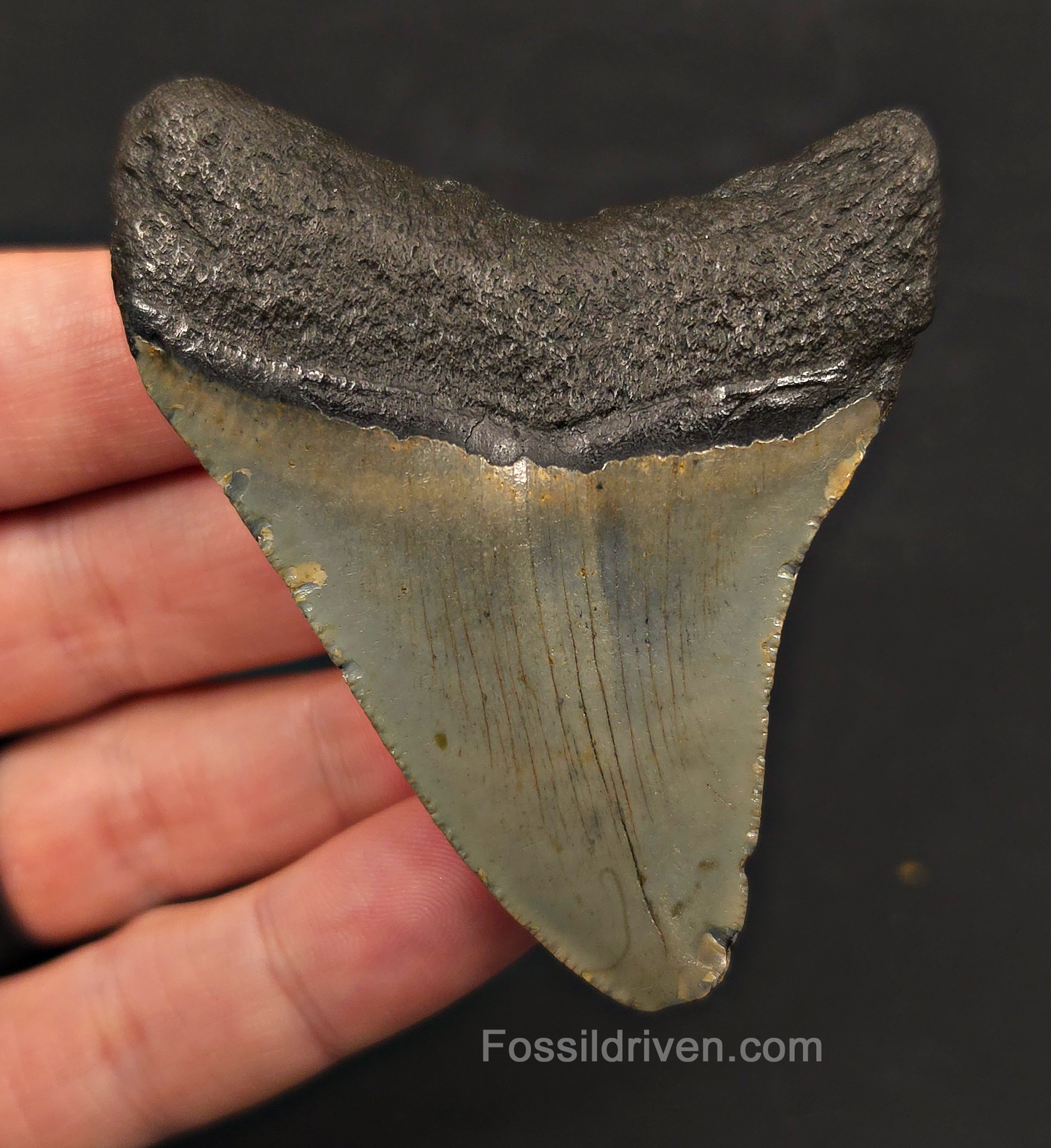 2.93" Fossil Megalodon Tooth - North Carolina | Fossil Driven