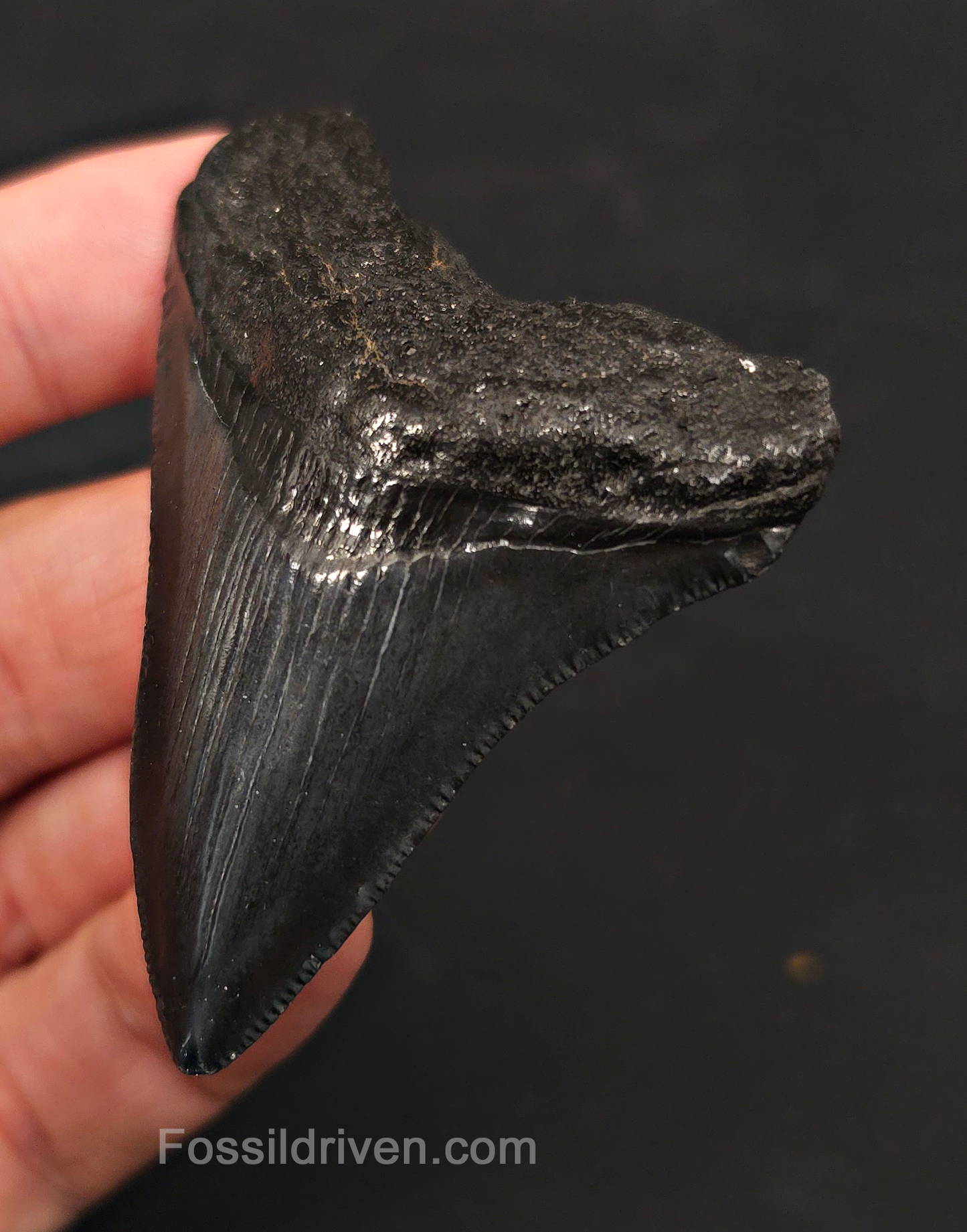 2.67" Fossil Megalodon Tooth - Charleston, South Carolina | Fossil Driven
