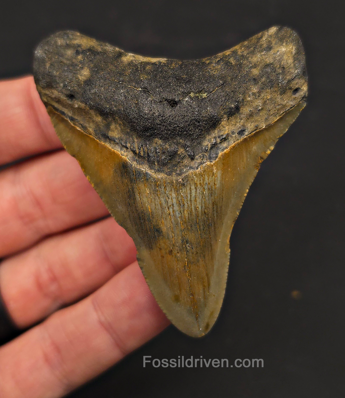 2.83" Fossil Megalodon Tooth - North Carolina | Fossil Driven