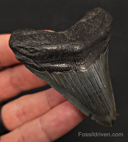 2.89" Fossil Megalodon Tooth - Charleston, South Carolina | Fossil Driven