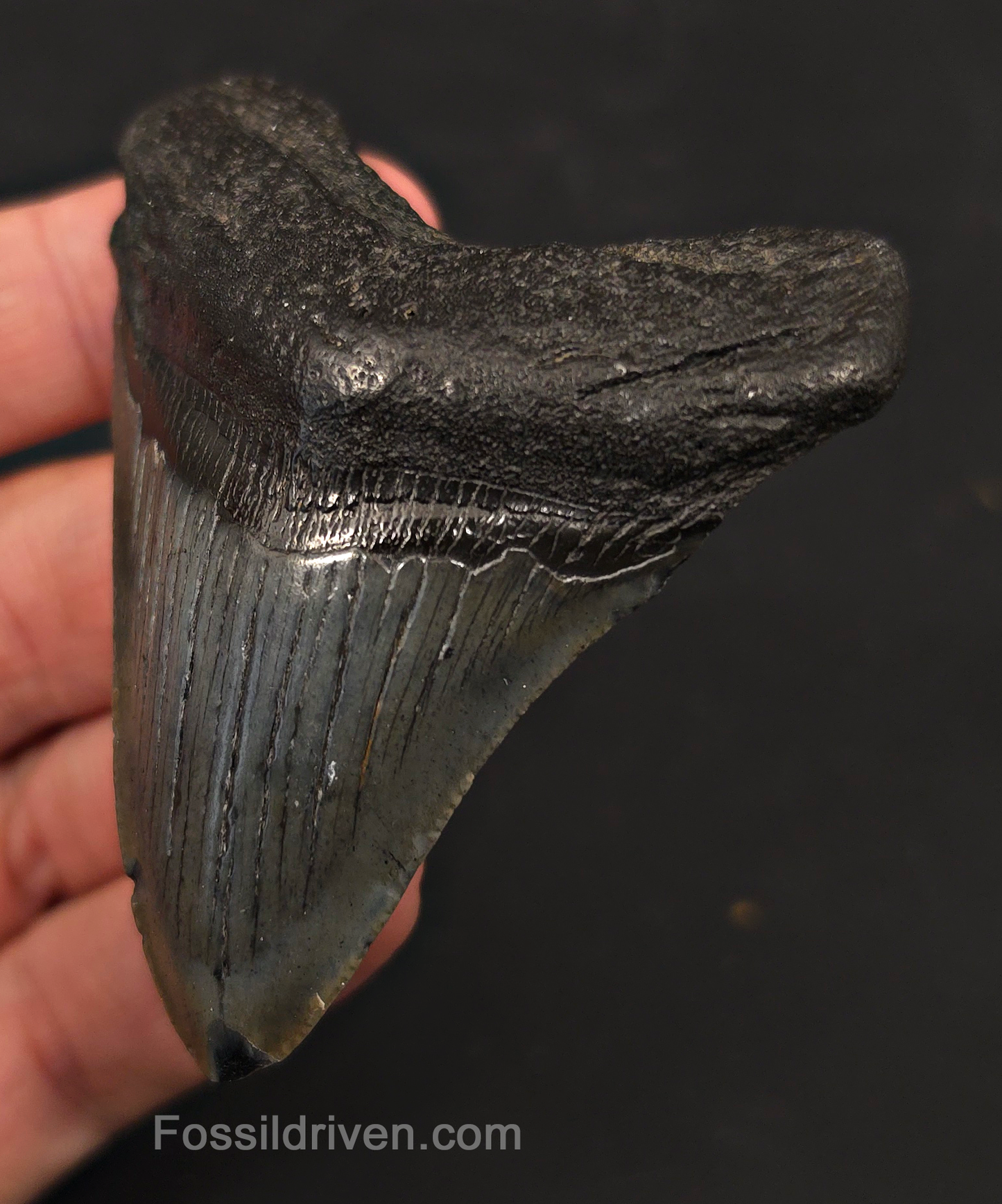 2.89" Fossil Megalodon Tooth - Charleston, South Carolina | Fossil Driven