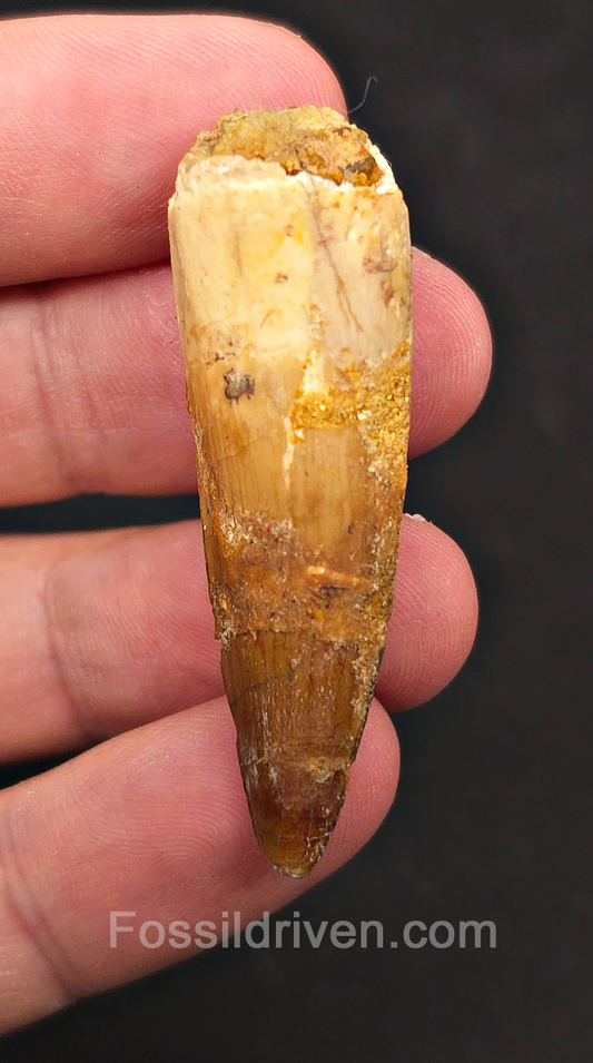 1.99" Fossil Spinosaurus Tooth - Real Dinosaur Tooth