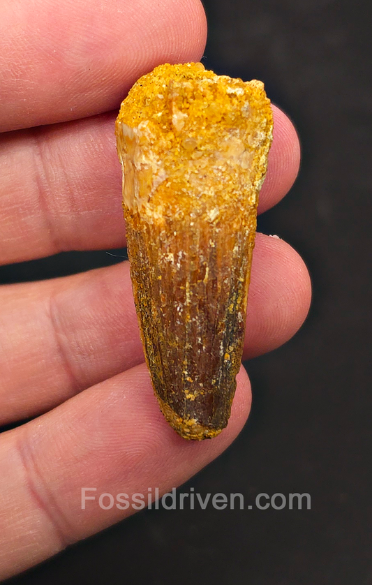 1.70" Fossil Spinosaurus Tooth - Real Dinosaur Tooth