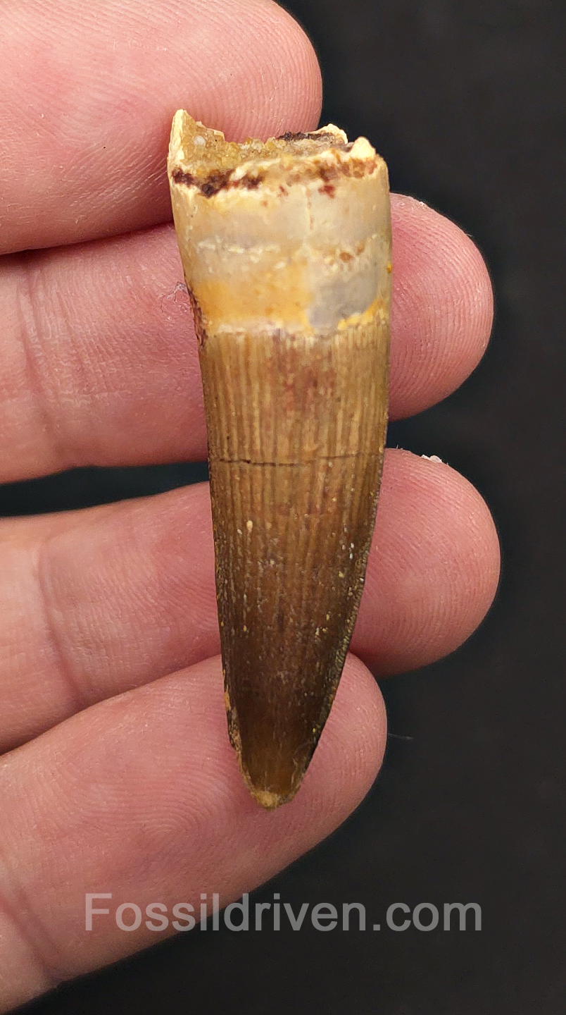 1.76" Fossil Spinosaurus Tooth - Real Dinosaur Tooth
