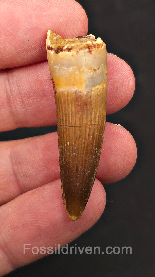 1.76" Fossil Spinosaurus Tooth - Real Dinosaur Tooth