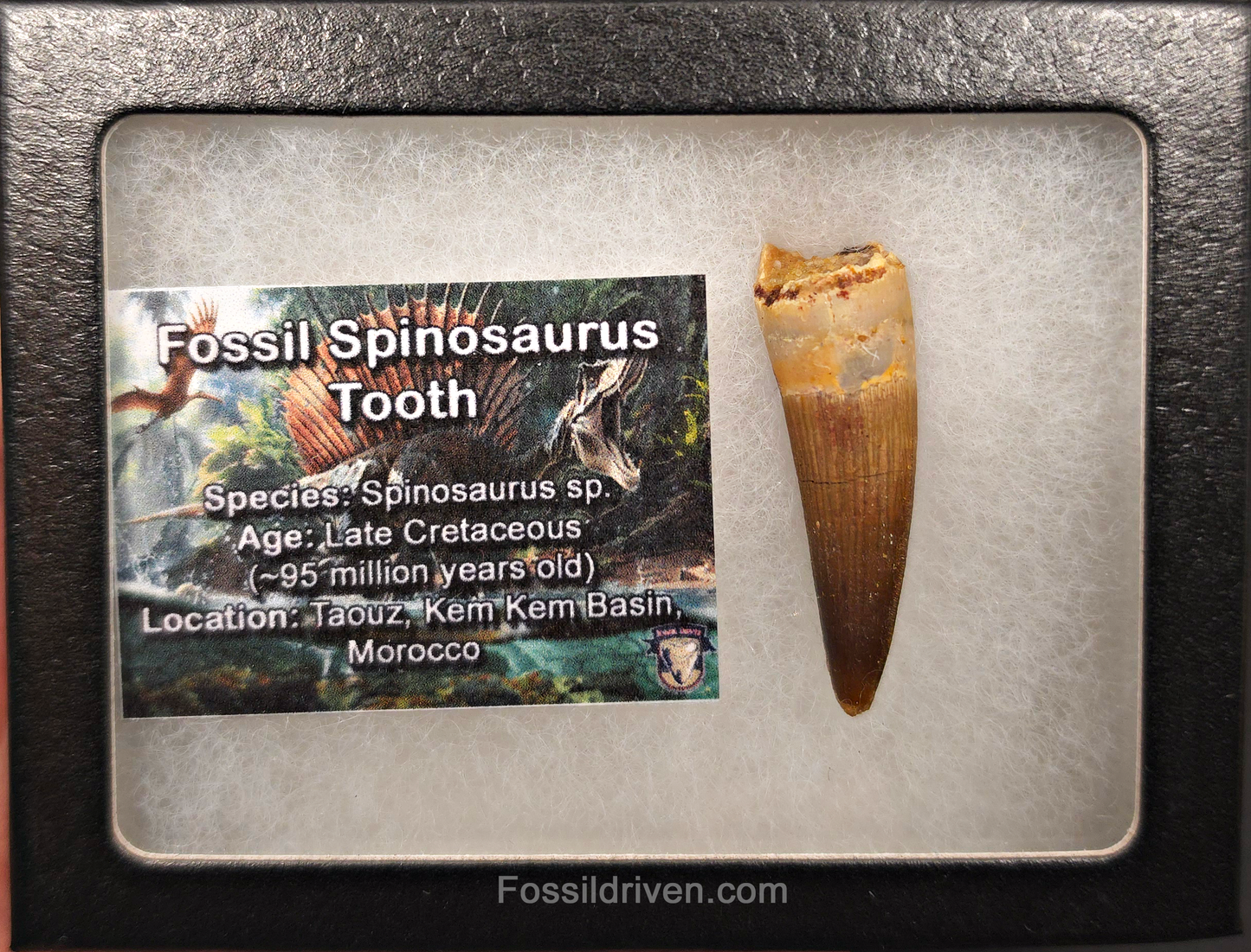 1.76" Fossil Spinosaurus Tooth - Real Dinosaur Tooth