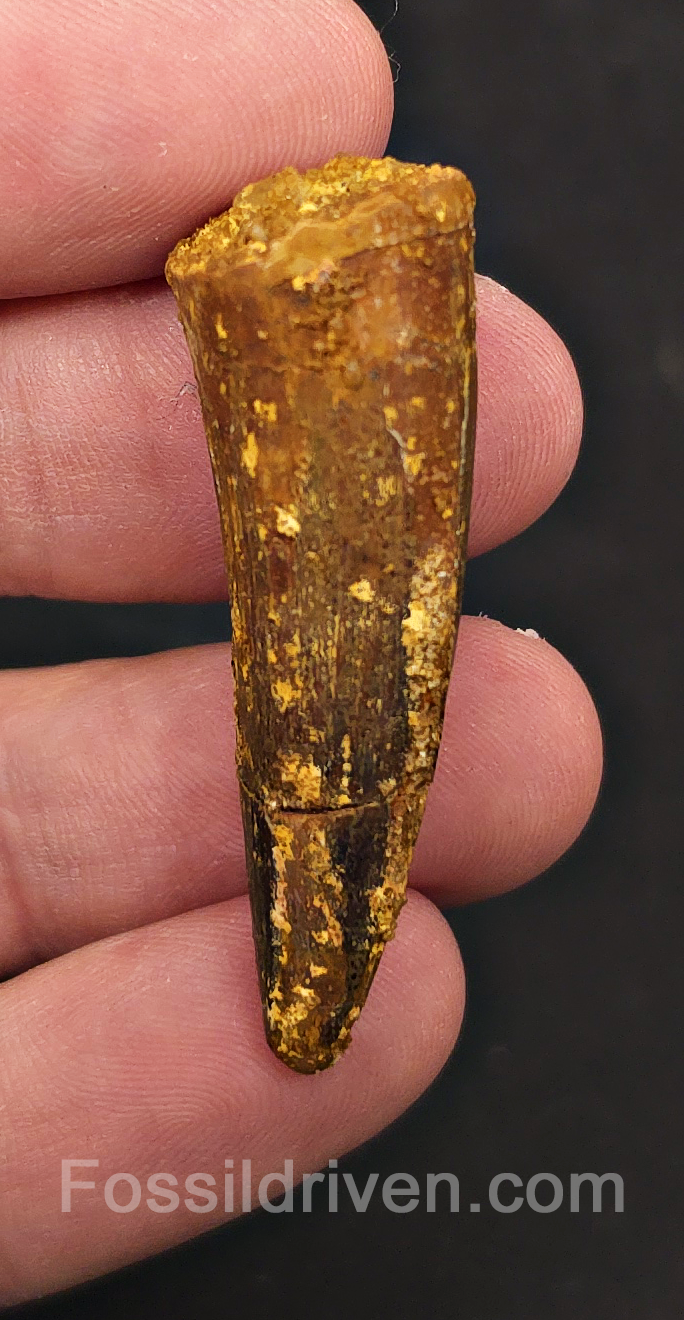 1.74" Fossil Spinosaurus Tooth - Real Dinosaur Tooth