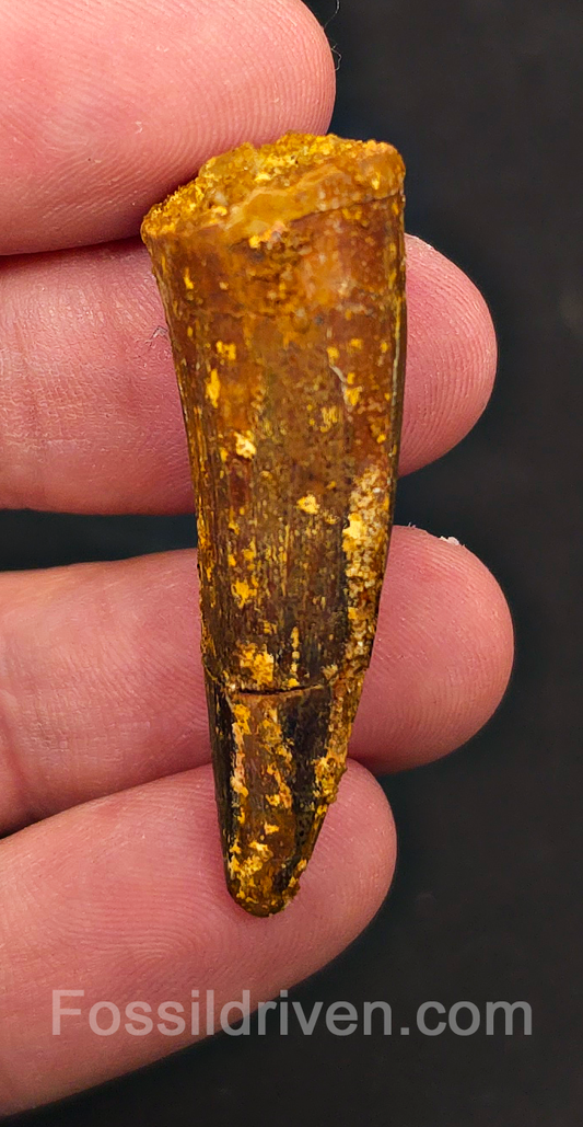 1.74" Fossil Spinosaurus Tooth - Real Dinosaur Tooth