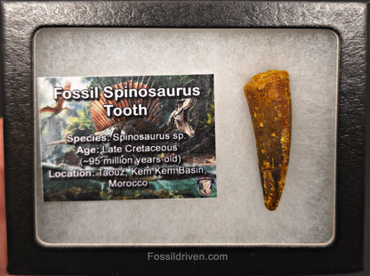 1.74" Fossil Spinosaurus Tooth - Real Dinosaur Tooth