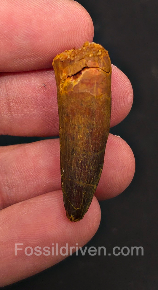1.49" Fossil Spinosaurus Tooth - Real Dinosaur Tooth