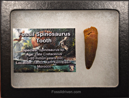 1.49" Fossil Spinosaurus Tooth - Real Dinosaur Tooth