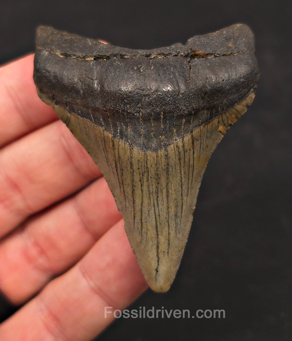 2.79" Fossil Megalodon Tooth - North Carolina | Fossil Driven