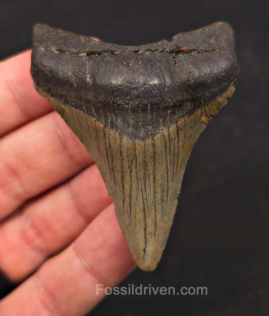 2.79" Fossil Megalodon Tooth - North Carolina | Fossil Driven