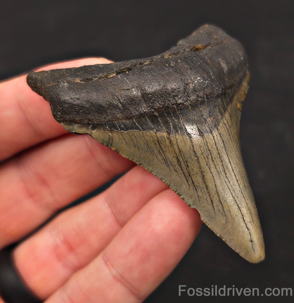 2.79" Fossil Megalodon Tooth - North Carolina | Fossil Driven