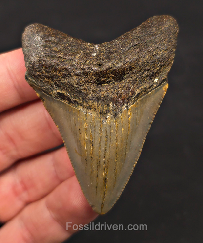 2.63" Fossil Megalodon Tooth - North Carolina | Fossil Driven