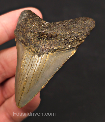 2.63" Fossil Megalodon Tooth - North Carolina | Fossil Driven