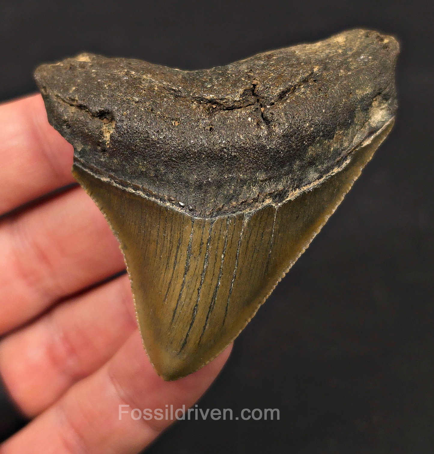 2.82" Fossil Megalodon Tooth - Meg Ledge, North Carolina | Fossil Driven