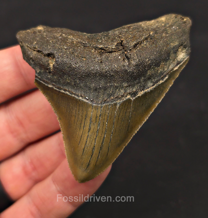 2.82" Fossil Megalodon Tooth - Meg Ledge, North Carolina | Fossil Driven