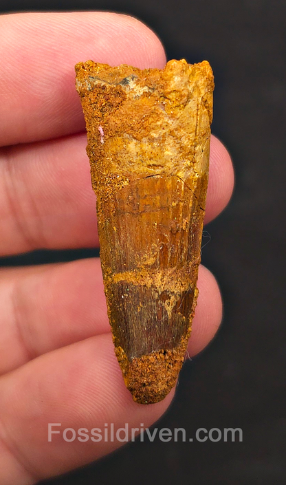1.70" Fossil Spinosaurus Tooth - Real Dinosaur Tooth