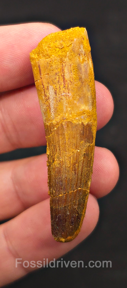 2.14" Fossil Spinosaurus Tooth - Real Dinosaur Tooth