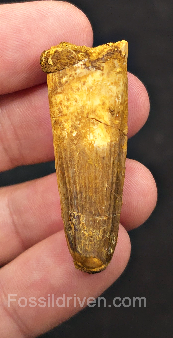 1.74" Fossil Spinosaurus Tooth - Real Dinosaur Tooth