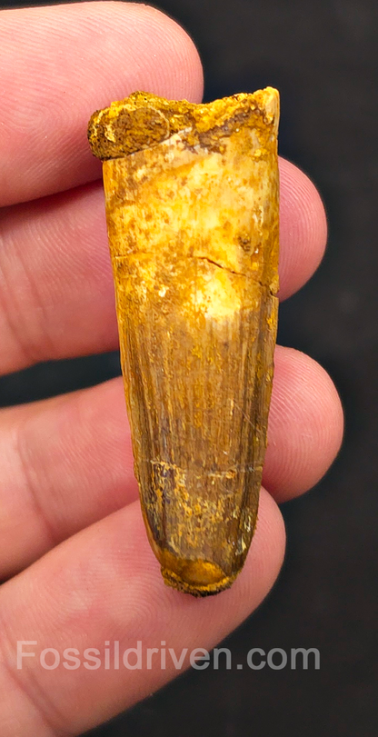 1.74" Fossil Spinosaurus Tooth - Real Dinosaur Tooth