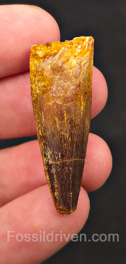 1.57" Fossil Spinosaurus Tooth - Real Dinosaur Tooth
