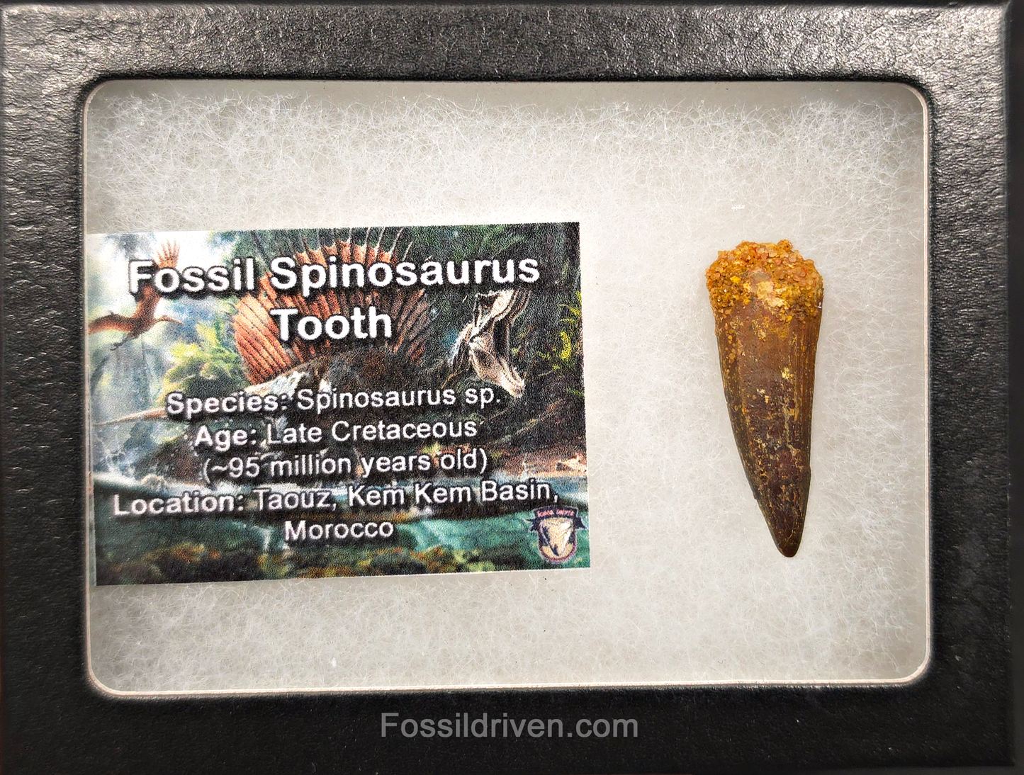 1.44" Fossil Spinosaurus Tooth - Real Dinosaur Tooth