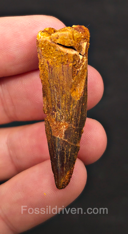 1.80" Fossil Spinosaurus Tooth - Real Dinosaur Tooth