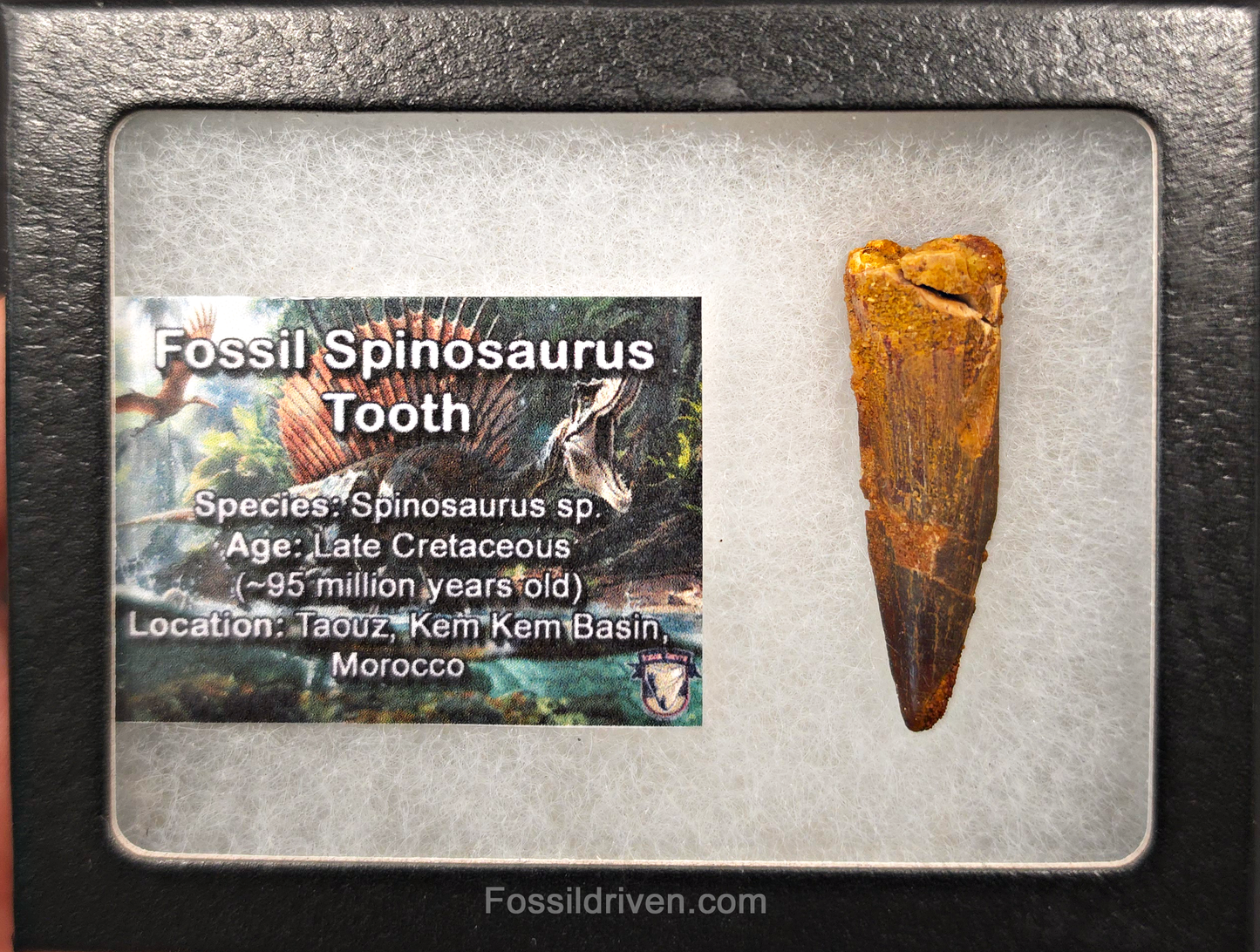 1.80" Fossil Spinosaurus Tooth - Real Dinosaur Tooth